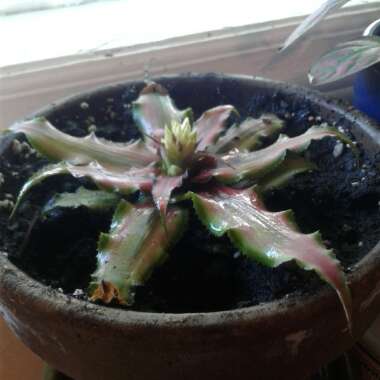 Pink Earth Star