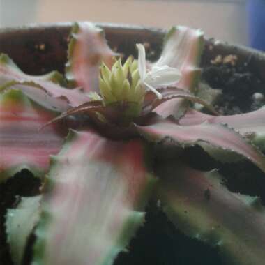 Pink Earth Star