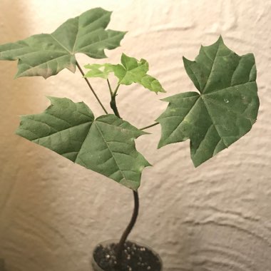 Maple