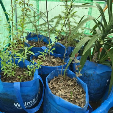 Darles's garden