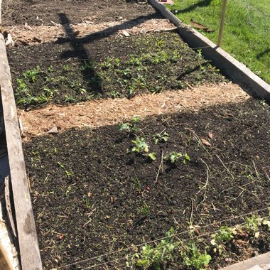 Darles's garden