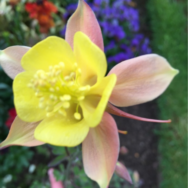 Plant image Aquilegia 'Swan Red and White'