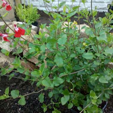 Sage 'Hot Lips'