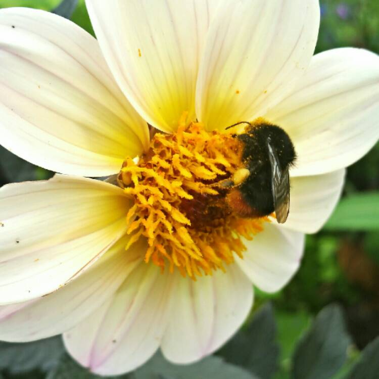 Plant image Dahlia 'Hdw79' (Happy Days Series) syn. Dahlia 'Happy Days Cream'