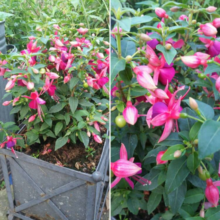 Plant image Fuchsia 'Aretes Upright Jollies Nancy'