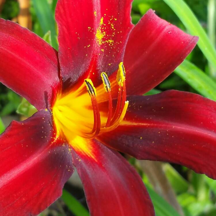 Plant image Hemerocallis 'Sammy Russell'