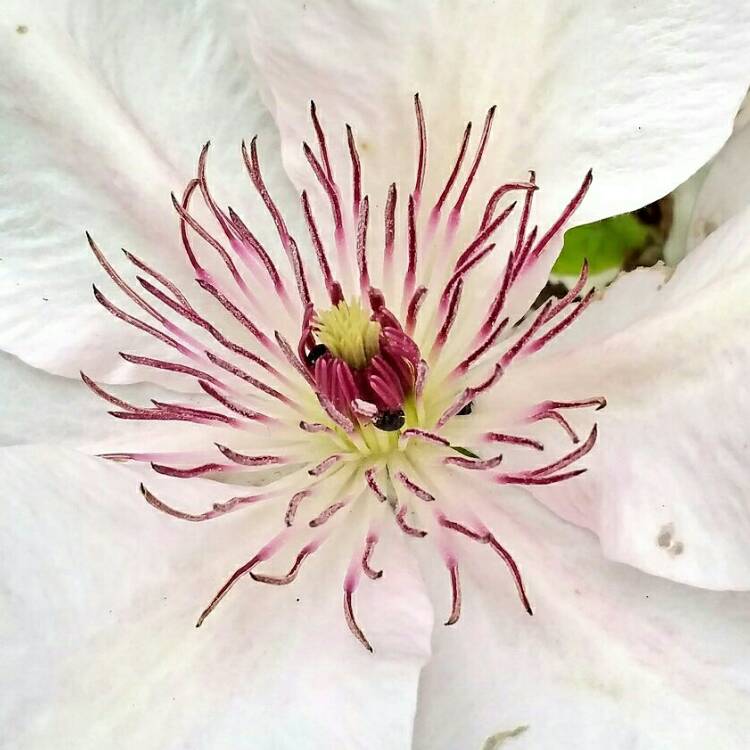 Plant image Clematis 'Pink Fantasy'