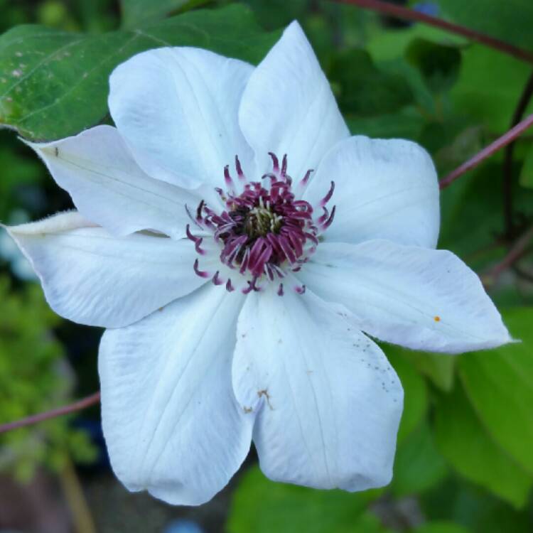 plant image 207058