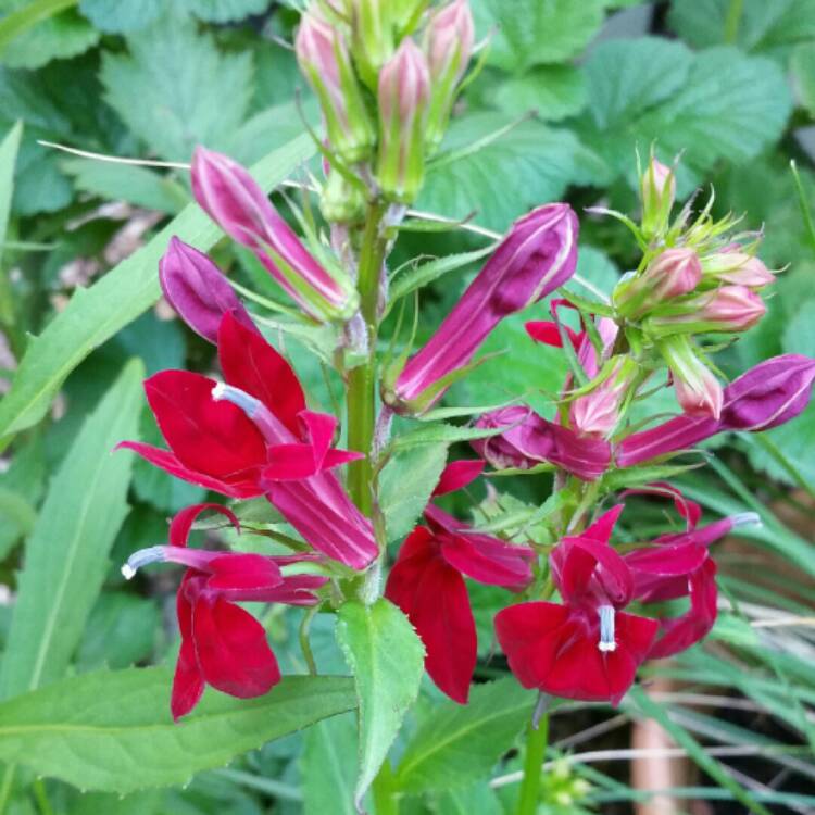 Plant image Lobelia x speciosa 'Fan Burgundy'