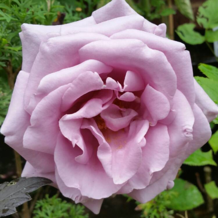Plant image Rosa 'Tannacht' syn. Rosa 'Blue Moon', Rosa 'Blue Munday', Rosa 'Sissi', Rosa 'Navo-Rose', Rosa 'Mainzer Rad', Rosa 'Mainzer Fastnacht'