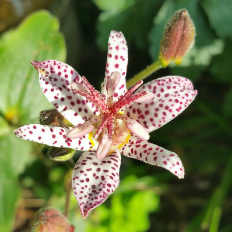 Plant image Tricyrtis formosana 'Purple Beauty'