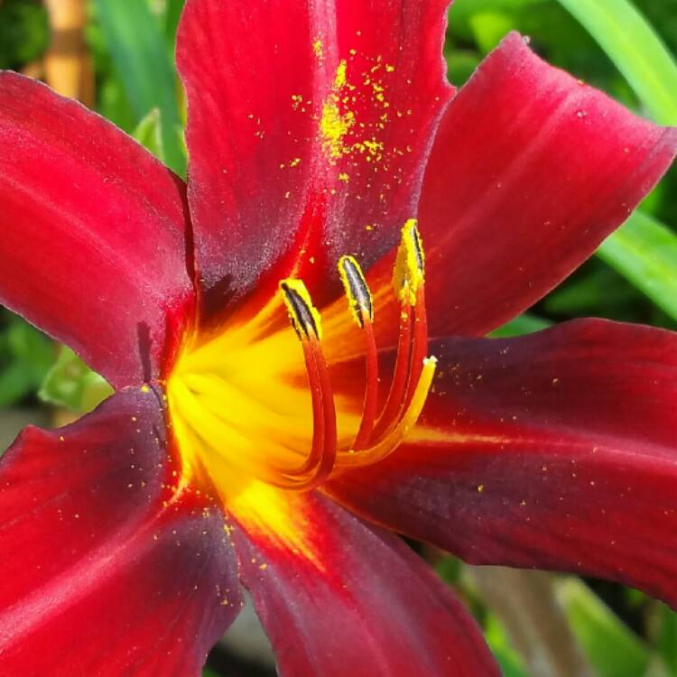 Plant image Hemerocallis 'Sammy Russell'