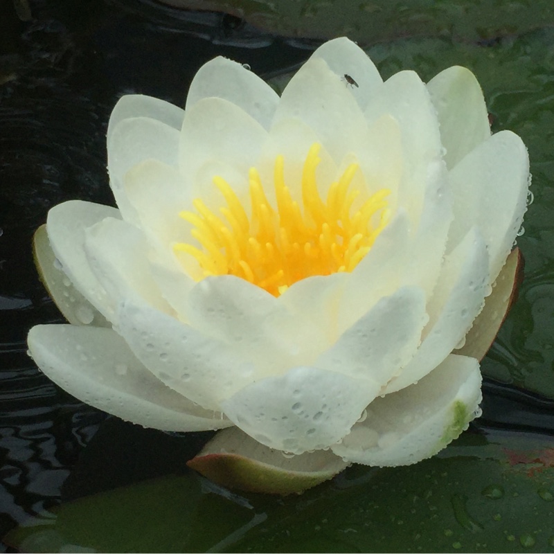 Nymphaea