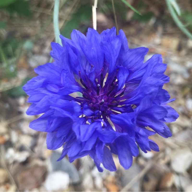 Centaurea