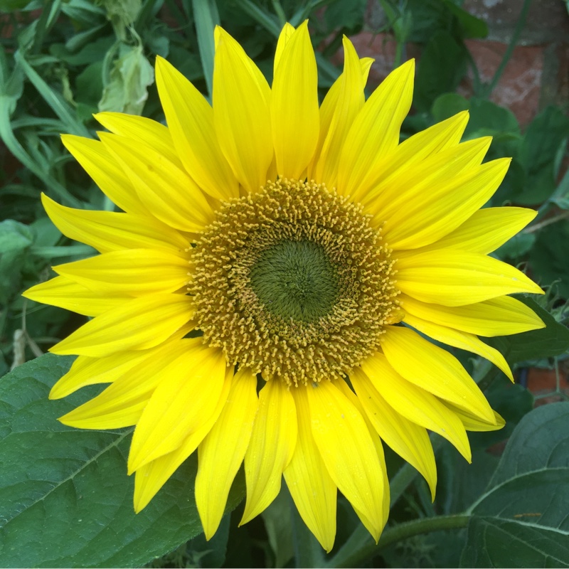 plant image 176737