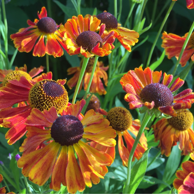 Helenium autumnale 'Waltrut'