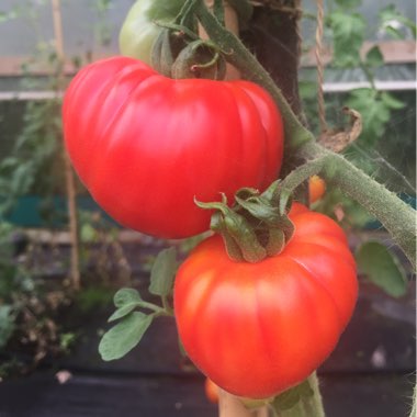 Solanum lycopersicum  syn. Lycopersicon lycopersicum