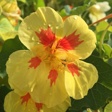 Tropaeolum majus