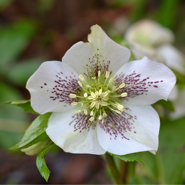 plant image 307649
