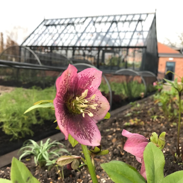 plant image 327374