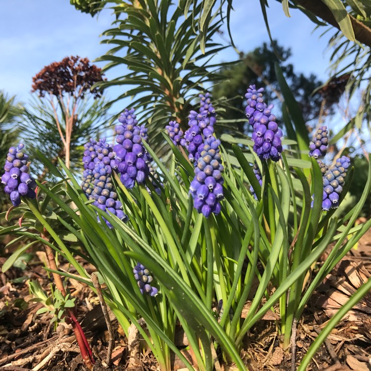 Plant image Muscari armeniacum