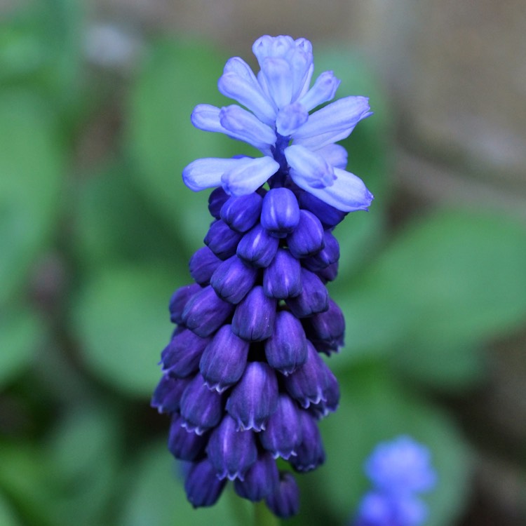 plant image 341323 plant image 341323