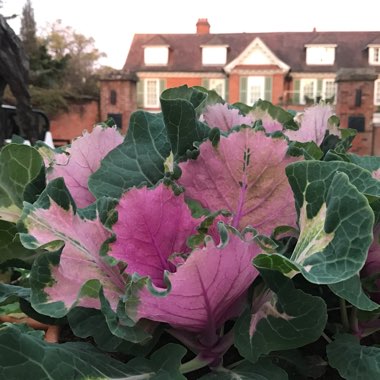 Brassica oleracea (Acephala Group)