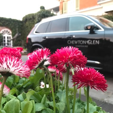 Bellis Perennis