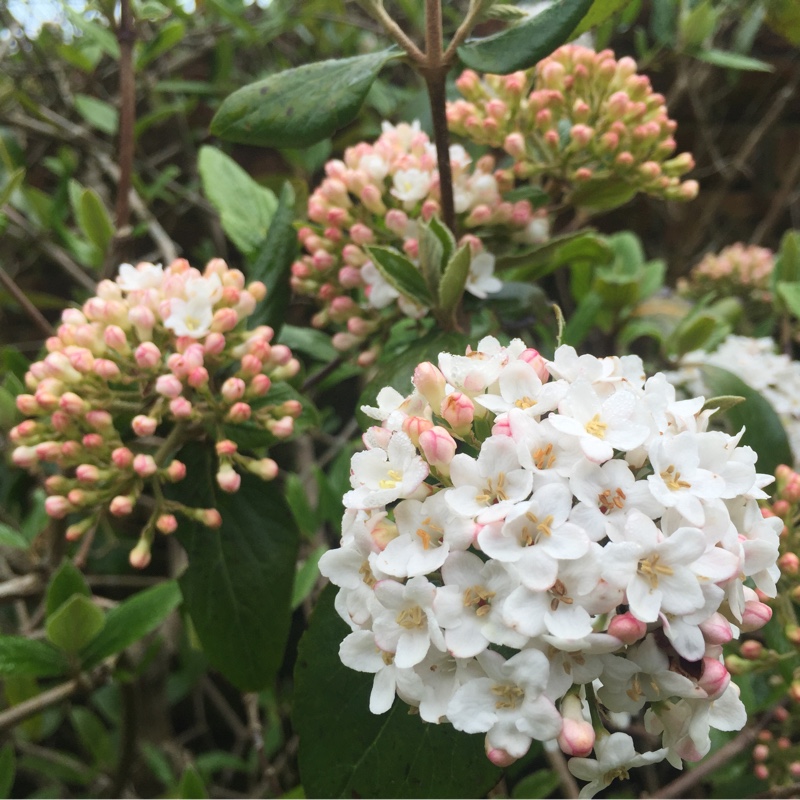 plant image 40038