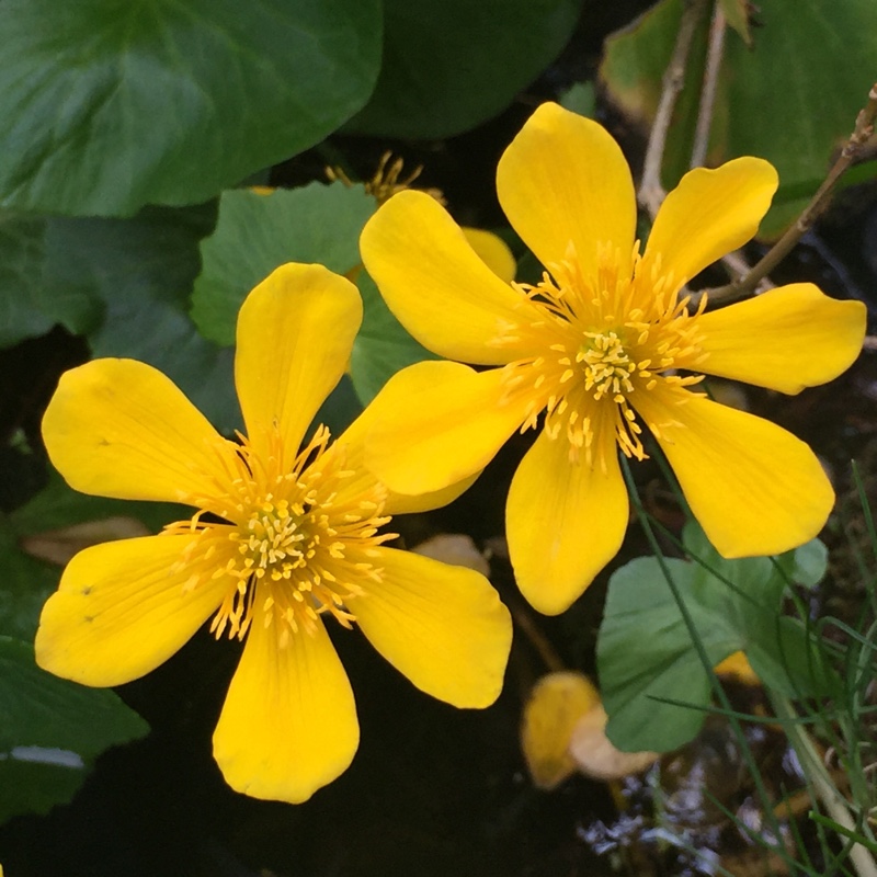 plant image 50786