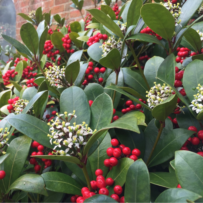 Plant image Skimmia japonica 'Whitebolwi' syn. Skimmia japonica 'Sensation'