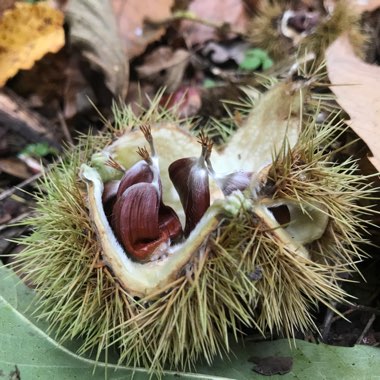 Castanea sativa