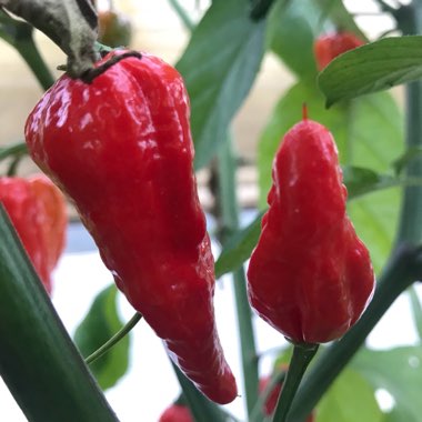 Capsicum Annuum 'Dorset Naga'