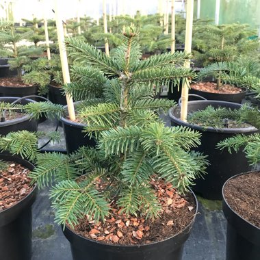 Abies nordmanniana