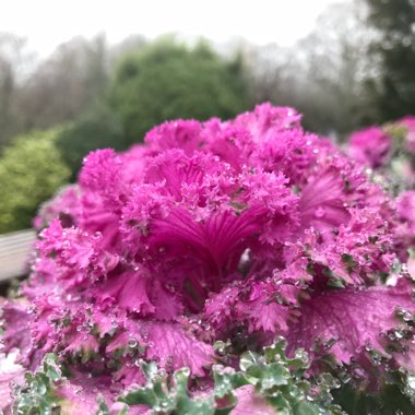 Brassica oleracea (Acephala Group)