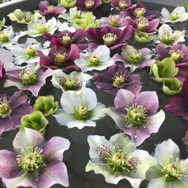 Helleborus