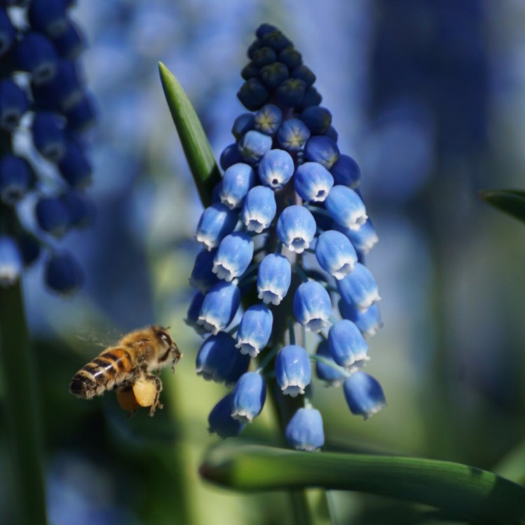 Plant image Muscari armeniacum