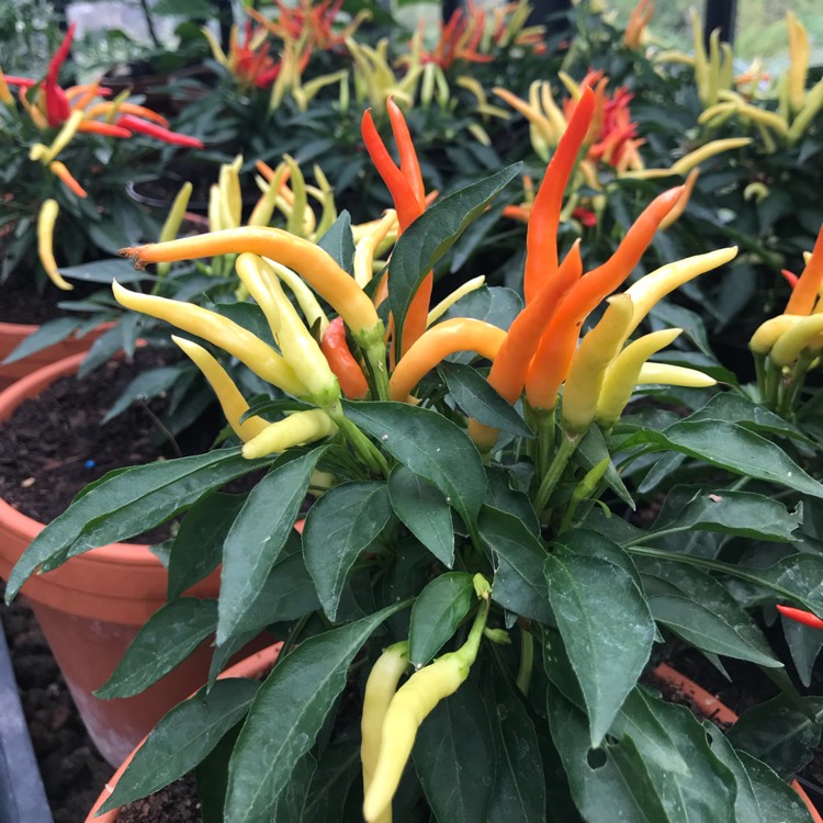 Plant image Capsicum Annuum 'Medusa'