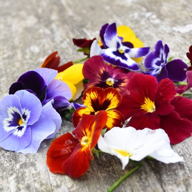 Viola x wittrockiana