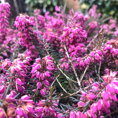 Erica carnea