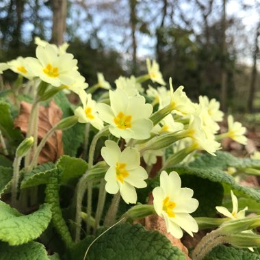 Primula vulgaris