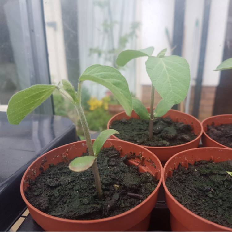 Plant image Glycine max