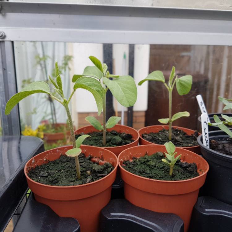 Plant image Glycine max