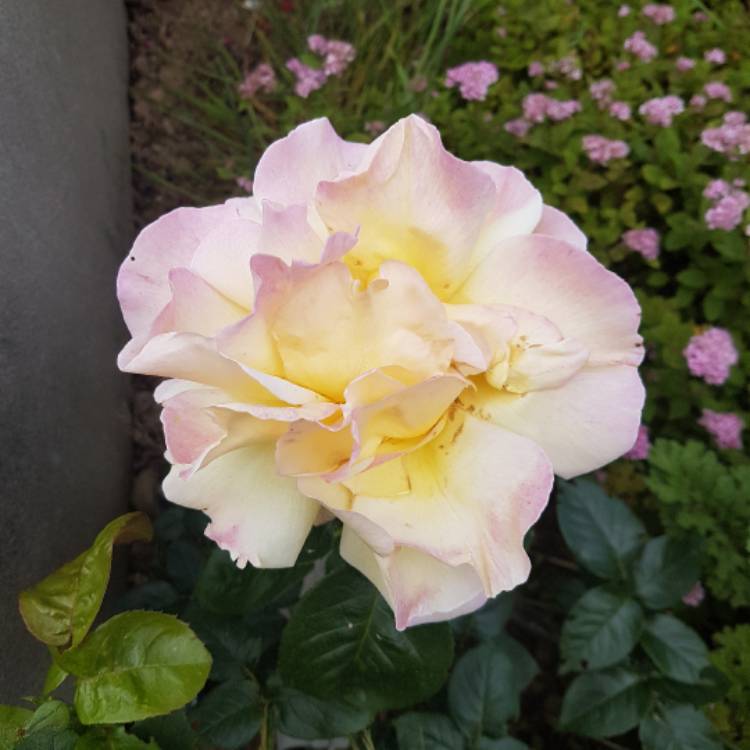 Plant image Rosa 'Love and Peace'