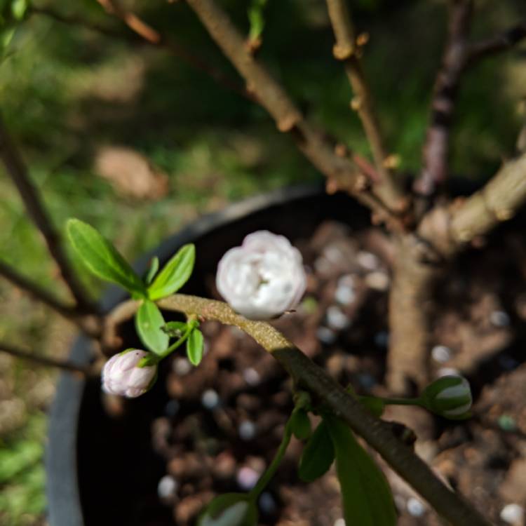 Plant image Prunus triloba