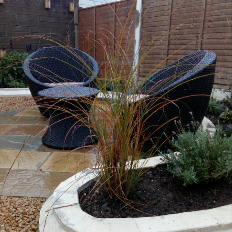 plant image 586283