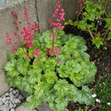 Heuchera