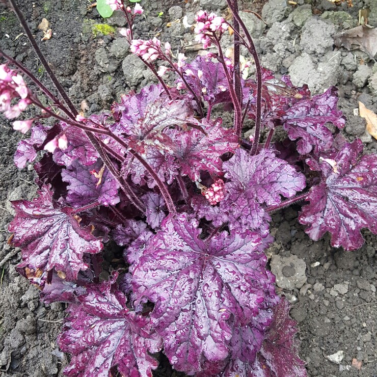 Plant image Heuchera 'Plum Royale'