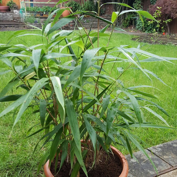 plant image 180865