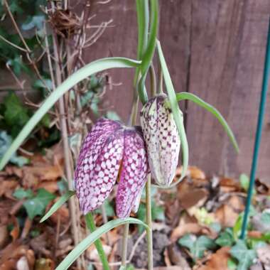 Fritillaria meleagris
